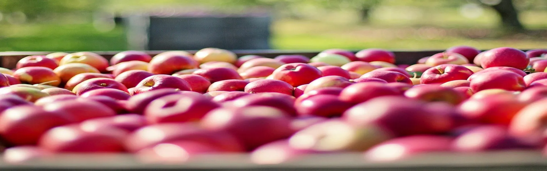 Lagerung unter kontrollierter Atmosphäre